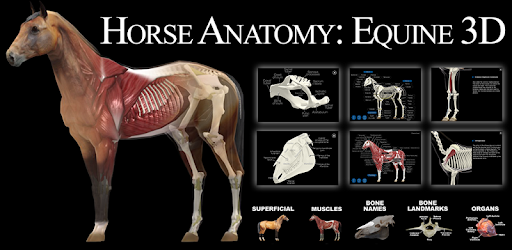 Horse Anatomy: Equine 3D - Apps on Google Play