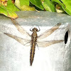 Dragonfly  Black-Tailed Skimmer (Female)