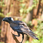 Thick-billed Raven