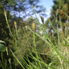 Horsetail (Cavalinha)