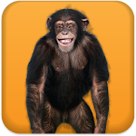Cover Image of Descargar Talking Monkey 3.1 APK