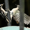 Downy woodpecker dispute