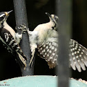 Downy woodpecker dispute