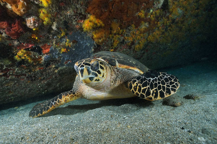A sea turtle explores the protected ocean reefs on St. Eustatius. 