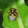 Harlequin Cabbage Bugs