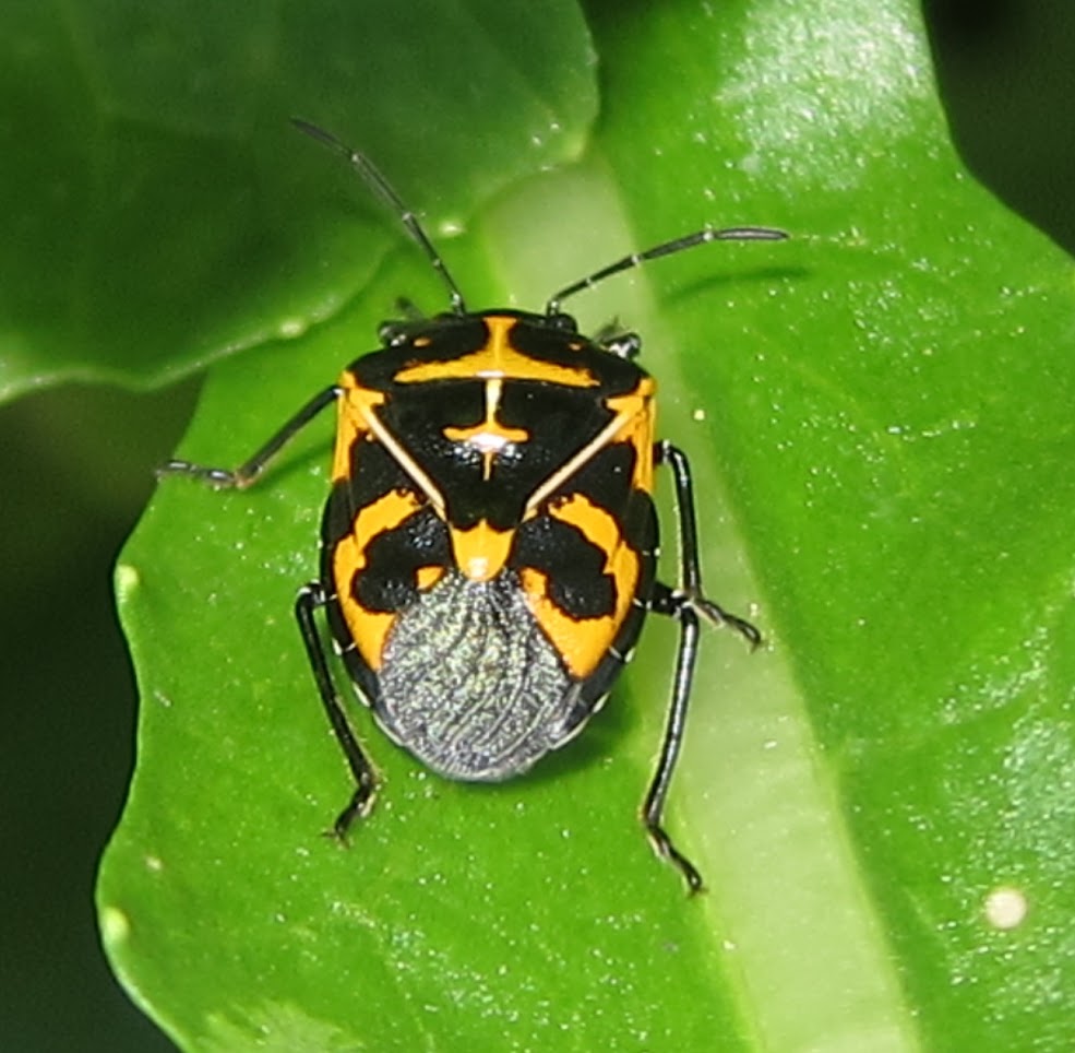 Redirecting to https://projectnoah.org/spottings/harlequin-cabbage-bugs