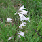 Hairy Beardtongue