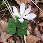 Bloodroot