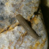 Saltwater Flatworm species