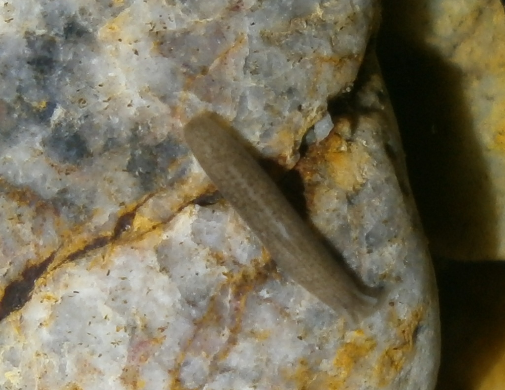 Saltwater Flatworm species