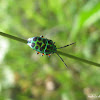 jewel bug