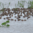 Dowitcher species