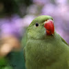 Rose-ringed Parakeet (Juvenile)
