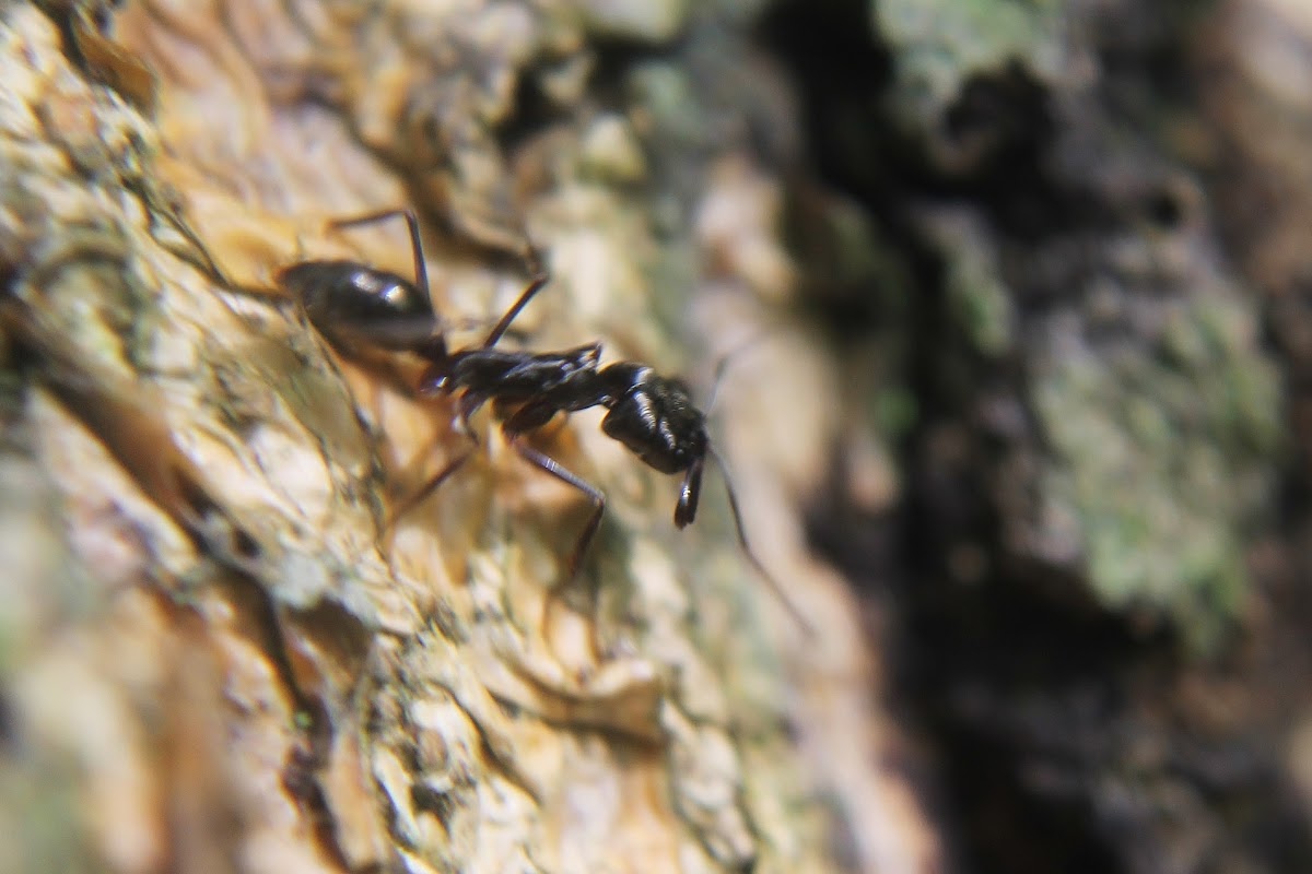 scorpion ant