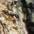 scorpion ant