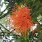 Panama Flame Tree