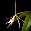 Night scented orchid