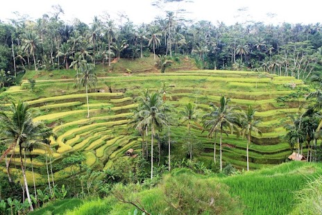 How to download Bali News 2.0 mod apk for laptop