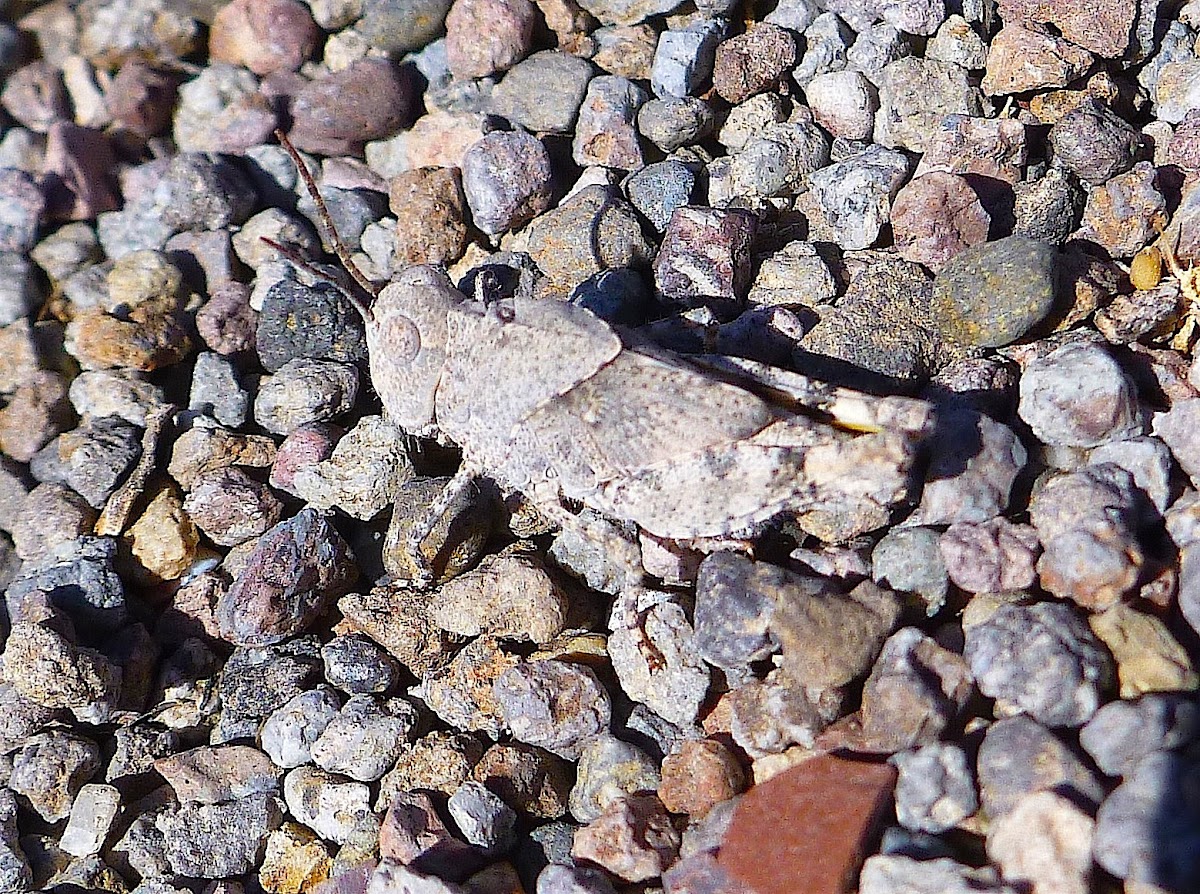 Camouflaged Rock Grasshopper