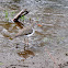 Spotted Sandpiper