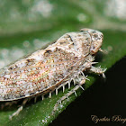 Leafhopper