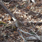 Hermit thrush