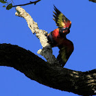 Rainbow Lorikeet