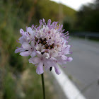 sweet scabious; escabiosa marítima