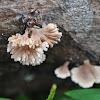 Kurakding fungi or Common split-gill