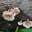 Kurakding fungi or Common split-gill