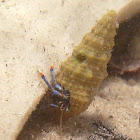 Blue Leg Hermit Crab
