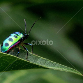 A Green World by Protim Banerjee - Animals Insects & Spiders