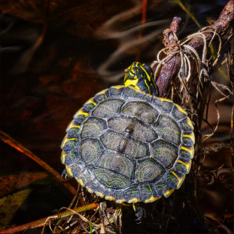 Yellow-bellied Slider turtle