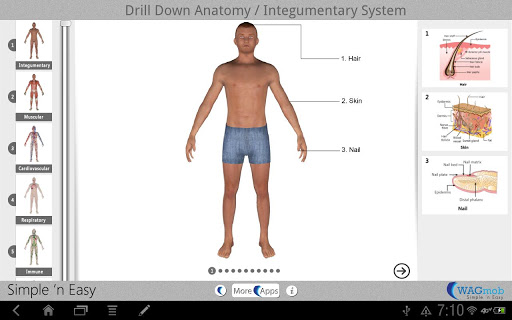 Drill Down Anatomy by WAGmob