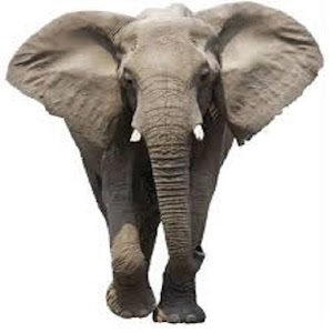 Addo Sightings 2.0.1
