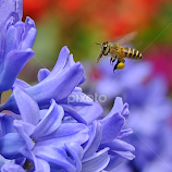 Honey...I am Coming by Leka Huie -  