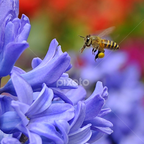 Honey...I am Coming by Leka Huie - Flowers Single Flower