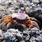 Sand Fiddler Crab