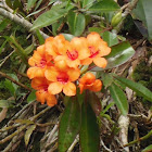 Javanese Rhododendron