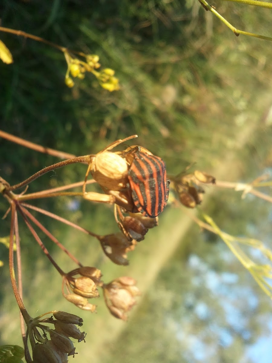 Shield Bug (Graphosoma lineatum) - Streifenwanze