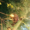 Shield Bug (Graphosoma lineatum) - Streifenwanze