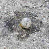 House Sparrow Egg