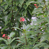 uncertain bush with red flower