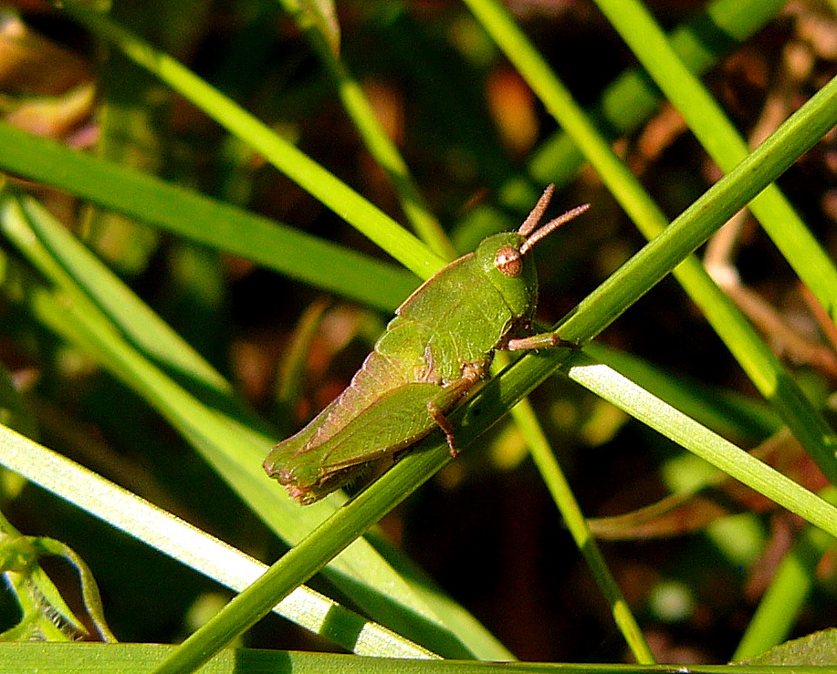 Northern Green-Stripped Grasshopper nymph