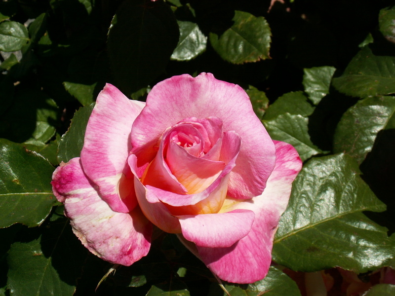 PICT00371.jpg