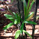 Bamboo Palm or Rhapis