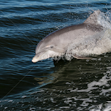 Dolphin by Jeannie Meyer -  