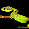 Sri Lankan green pit viper