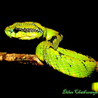 Sri Lankan green pit viper