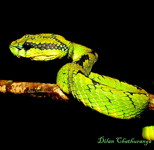 Sri Lankan Green Pit Viper Project Noah